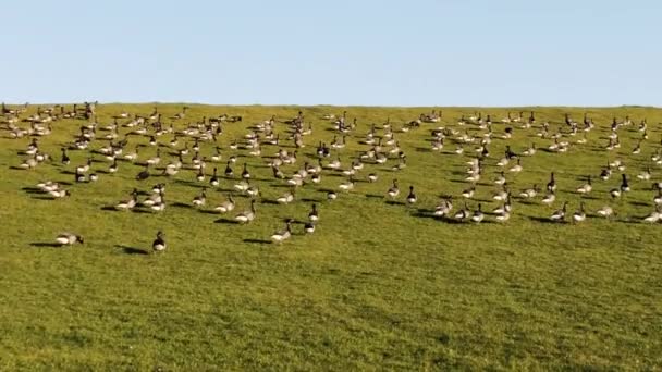 Тысячи Диких Гусей Ходят Лесам Северном Море — стоковое видео