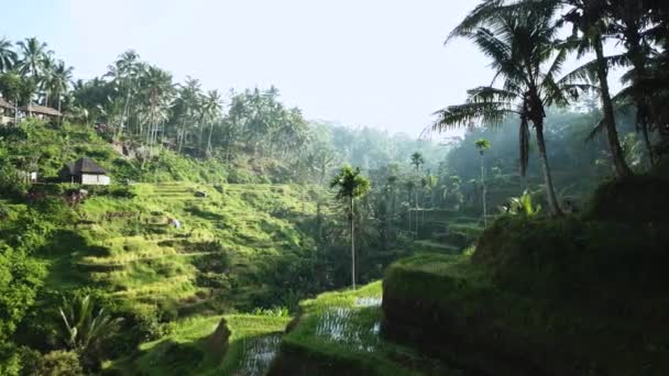 Drone Schot Hoek Onthullen Prachtige Tegalang Rice Terraces Bali Indonesië — Stockvideo