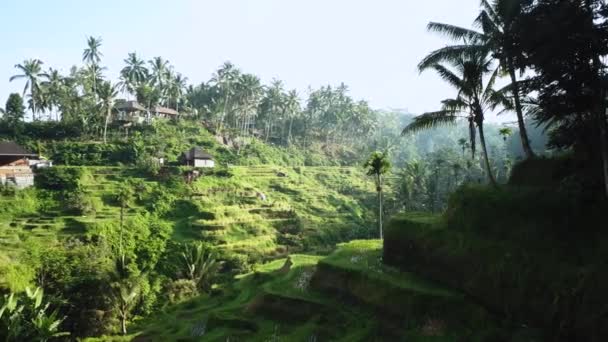 Drone Girato Dietro Angolo Rivelando Belle Terrazze Riso Tegalalang Bali — Video Stock