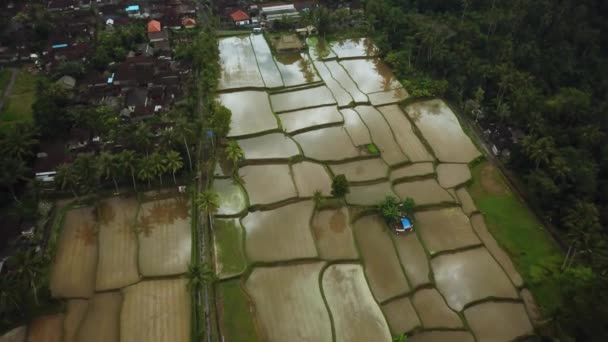 インドネシアのバリで 数十回の洪水に見舞われた棚田を飛行している無人偵察機 雲の反射は水中で見ることができます — ストック動画