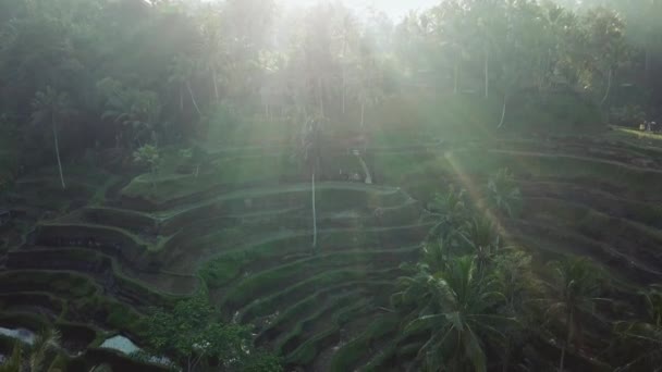 Panning Drone Girato Sorvolando Terrazze Riso Tegalalang Bali Indonesia — Video Stock