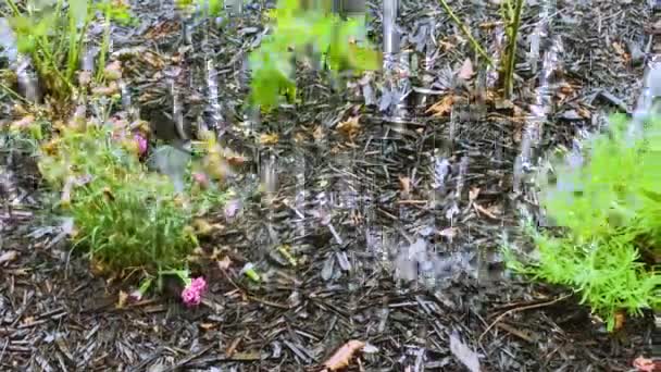 Åskväder Vatten Äter Blommorna Med Vatten — Stockvideo