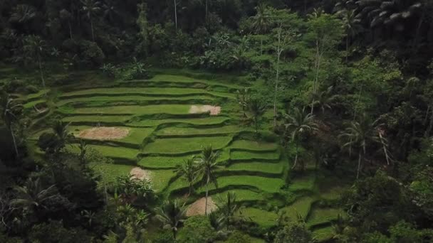 Panning Drone Împușcat Frumoasele Terase Orez Tegalalang Din Bali Indonezia — Videoclip de stoc