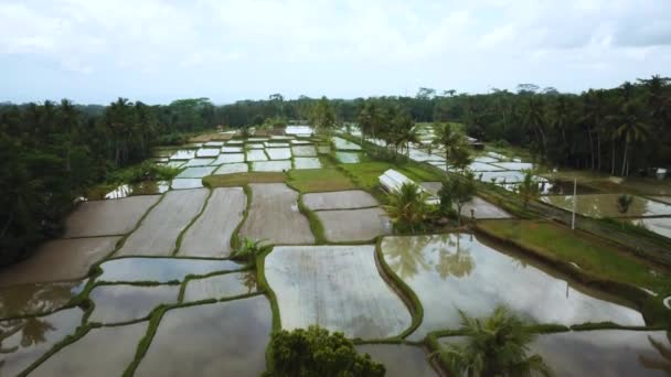 Drone Girato Sorvolando Alcune Terrazze Allagate Riso Bali Indonesia Acqua — Video Stock