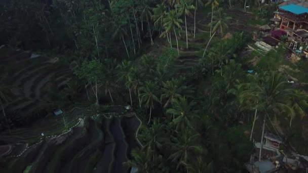 Panning Drone Shot Van Tegalang Rice Terraces Bali Indonesië — Stockvideo