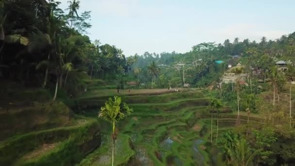 Drone Girato Volo Attraverso Terrazze Riso Tegalalang Bali Indonesia Verso — Video Stock