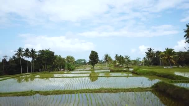 Прекрасный Дрон Летящий Над Затопленными Рисовыми Террасами Бали Индонезия Рис — стоковое видео