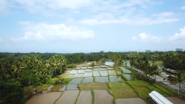 Bellissimo Drone Girato Sorvolando Alcune Terrazze Allagate Riso Bali Indonesia — Video Stock