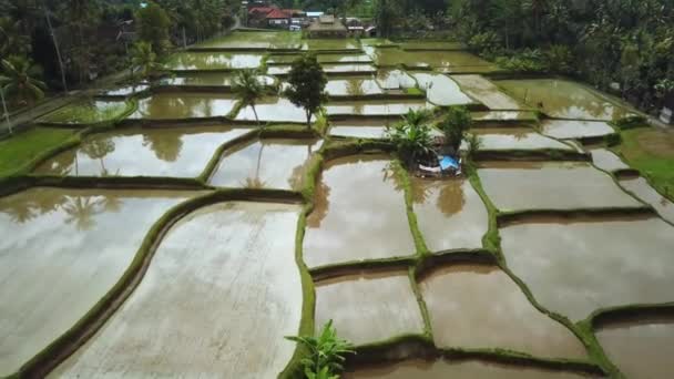 Bellissimo Drone Girato Sorvolando Alcune Terrazze Allagate Riso Bali Indonesia — Video Stock