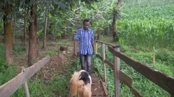 Foto Frontal Joven Africano Perro Cruzando Pequeño Puente Madera Sobre — Vídeo de stock