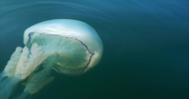 Medusas Barril Flotando Alta Mar Cornualles Tranquilas Aguas Costeras — Vídeo de stock