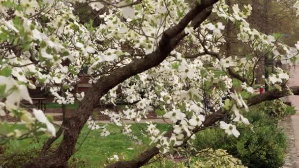 Dogwood Sommet Floraison Sur Rue Raleigh Chapel Hill Caroline Nord — Video