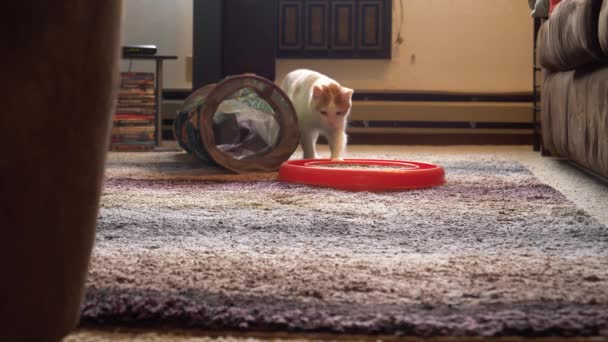 Lindo Gatito Casualmente Murciélagos Vueltas Bola Juguete Alrededor Pista — Vídeo de stock