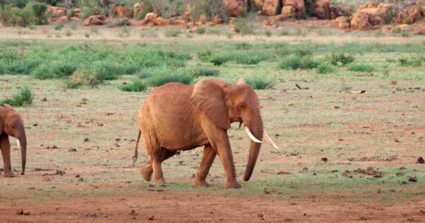 Les Veaux Éléphants Traversent Cadre Avec Des Éléphants Adultes — Video