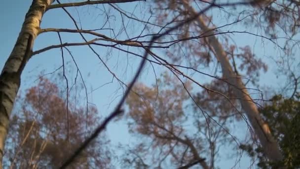 Blick Auf Bäume Und Äste Europäischen Mischwald Zeitlupe — Stockvideo