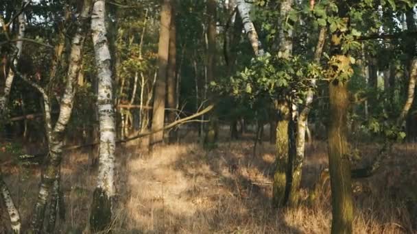 Floresta Mista Europa Central Luz Pôr Sol Com Folhas Acenando — Vídeo de Stock