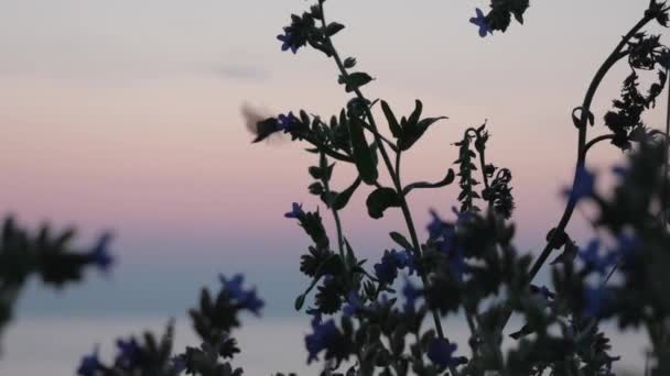 Flori Împotriva Apus Soare Cer Molie Care Zboară Jurul Floare — Videoclip de stoc