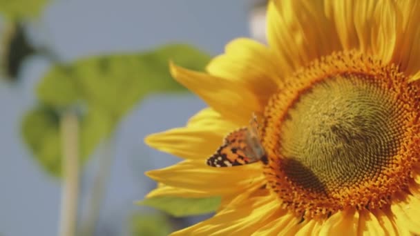 Fjäril Sitter Solros Och Dricka Nektar Säsong Pollinering Blommande Blommor — Stockvideo