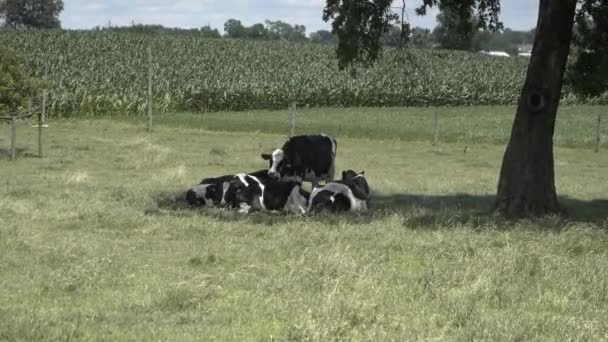 Krowy Amish Cieszący Się Pięknym Letnim Dniem Polach — Wideo stockowe