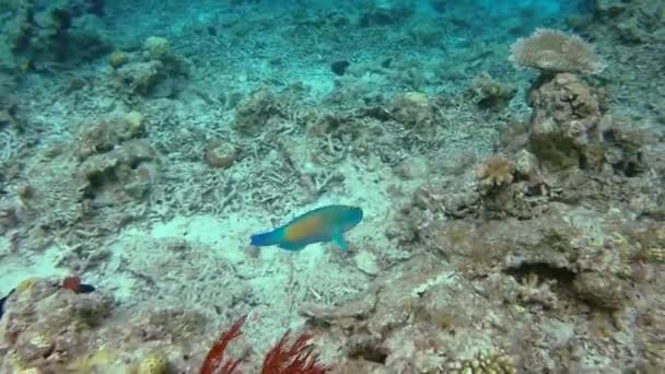 Colorido Pacific Bullethead Parrotfish Nada Fondo Del Océano Cerca Coral — Vídeos de Stock