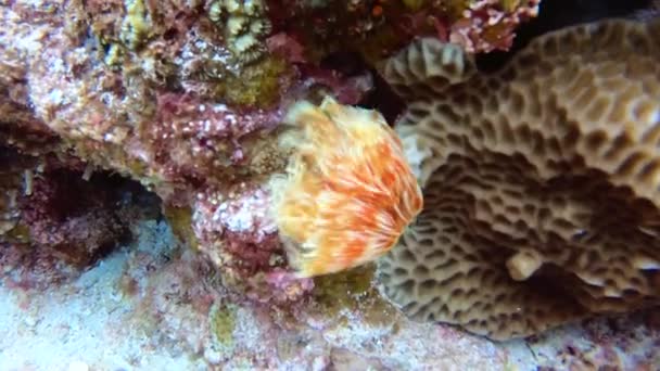 Fanworm Vermelho Ligado Recife Coral Soprando Corrente Oceano Mar China — Vídeo de Stock