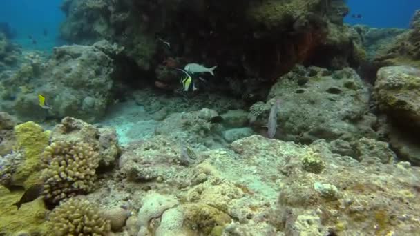 海底のサンゴ礁の岩の形成の近くで一緒に泳ぐ熱帯魚の様々な種 — ストック動画