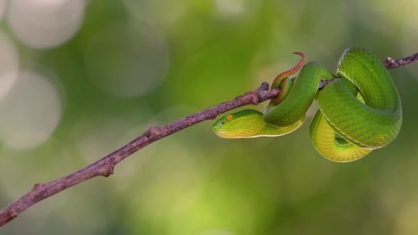 Den Vitläppade Viper Giftig Grop Huggorm Endemisk Till Sydostasien Och — Stockvideo