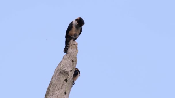 Fekete Combú Sólyom Egyik Legkisebb Ragadozó Madár Található Erdőkben Néhány — Stock videók