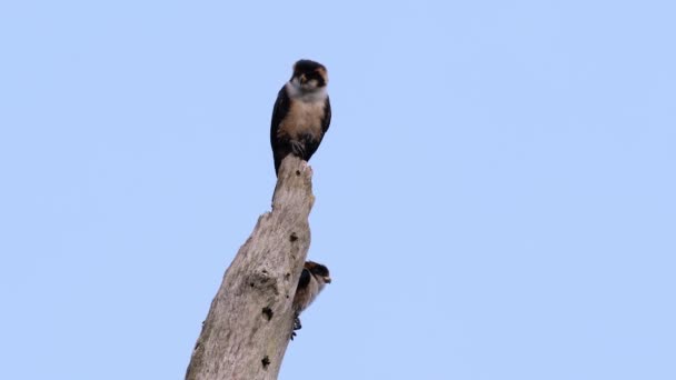 Black Thighed Falconet One Smallest Birds Prey Found Forests Some — Stock Video