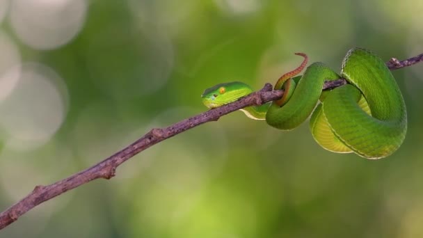 Den Vitläppade Viper Giftig Grop Huggorm Endemisk Till Sydostasien Och — Stockvideo