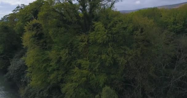 Révélation Aérienne Prise Sur Une Magnifique Forêt Pittoresque — Video