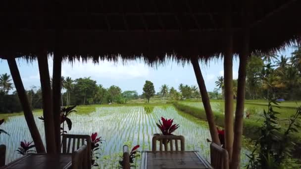 Drohnenschuss Durch Eine Ferienvilla Über Reisfeldern Auf Bali Indonesien — Stockvideo