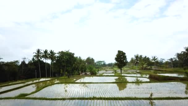 Drone Shot Volant Bas Dessus Quelques Rizières Bien Arrosées Bali — Video