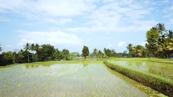 Drohnenschuss Fliegt Rückwärts Durch Eine Ferienvilla Über Reisfelder Auf Bali — Stockvideo