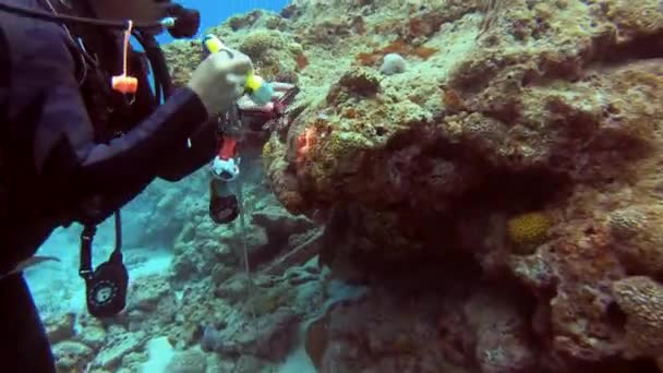 Biólogo Marinho Mergulhador Analisa Nudibranch Com Lupa Tocha Debaixo Água — Vídeo de Stock