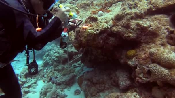 Morski Biolog Nurk Analizuje Gałąź Nudystów Szkłem Powiększającym Palnikiem Pod — Wideo stockowe