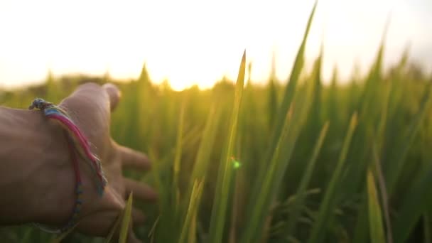 Κοντινό Χέρι Αγγίζοντας Γρασίδι Αργή Κίνηση Φως Ηλιοβασιλέματος Ήρεμη Και — Αρχείο Βίντεο