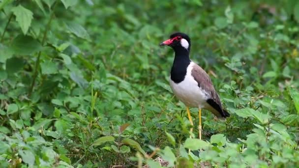 Červenohnědé Lapwing Jedním Nejčastějších Ptáků Thajsku Když Přiblíží Hlasitý Poplašný — Stock video