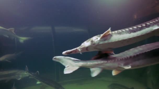 Vissen Zwemmen Een Aquarium Tulcea Roemenië — Stockvideo