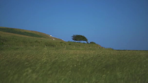 一棵由风吹了几十年的树 挂在左边 而周围的草在轻轻飘扬 七姊妹悬崖 联合王国 — 图库视频影像