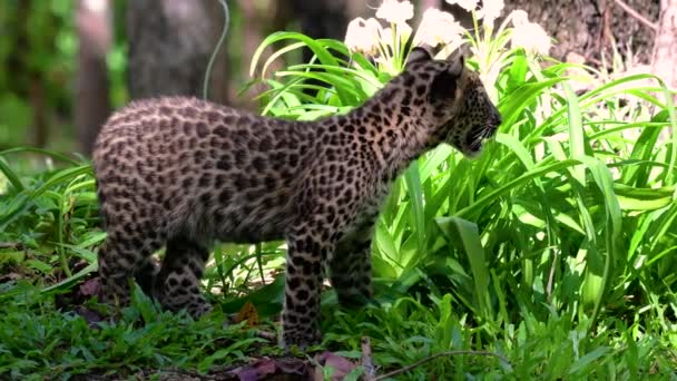 Indochinese Luipaard Een Kwetsbare Soort Een Van Grote Katten Van — Stockvideo