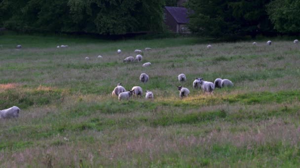 Campo Inglês Rebanho Ovelhas Prado Chipping Campden Nos Cotswalds Inglaterra — Vídeo de Stock