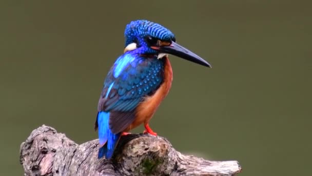 Blue Eared Kingfisher Adalah Kingfisher Kecil Yang Ditemukan Thailand Dan — Stok Video