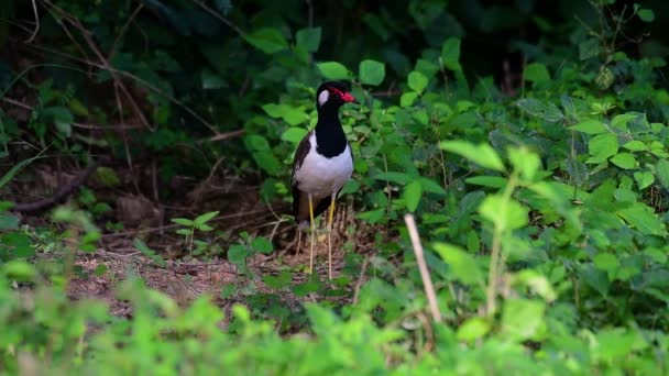 Red Wattled Lapwing Είναι Ένα Από Πιο Κοινά Πουλιά Της — Αρχείο Βίντεο