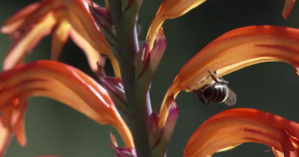 Κοντινό Πλάνο Των Μελισσών Επικονίασης Ένα Κόκκινο Και Κίτρινο Λουλούδι — Αρχείο Βίντεο