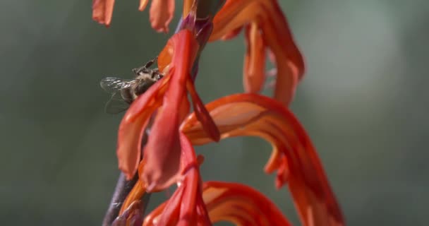 Bin Sydafrika Kryper Över Lång Apelsin Och Gul Blomma — Stockvideo