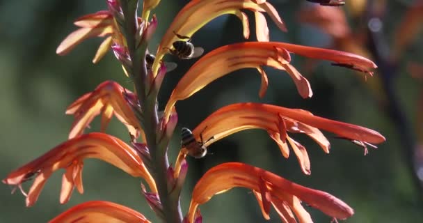 Pszczoły Miodne Unoszące Się Czołgające Nad Pięknym Kwiatem Pomarańczy Czerwieni — Wideo stockowe