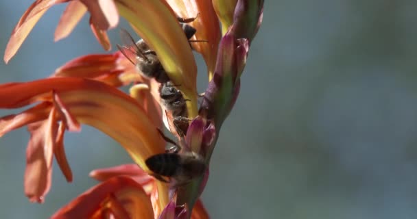 Bienen Bestäuben Eine Hübsche Orangefarbene Und Gelbe Blume Nahaufnahme Und — Stockvideo