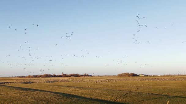 Стая Птиц Тысячи Диких Гусей Летают Северном Побережье Моря Шлезвиг — стоковое видео
