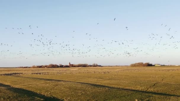 Una Bandada Pájaros Miles Gansos Salvajes Vuelan Costa Del Mar — Vídeo de stock